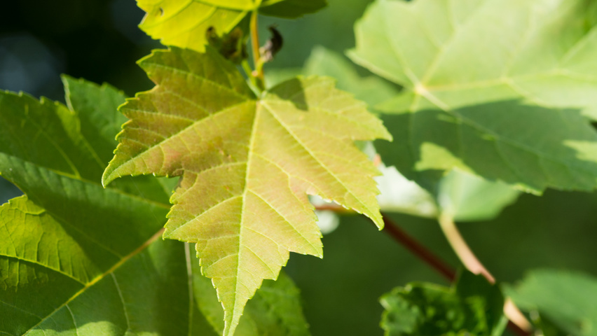 Acer rubrum leaves