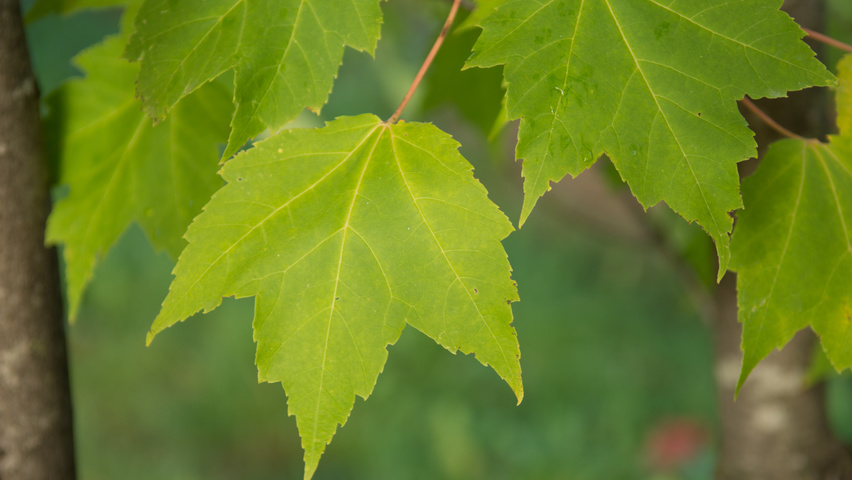 Acer rubrum leaves
