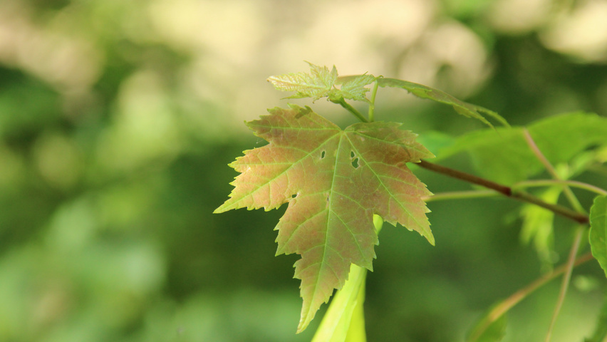 Acer rubrum leaves