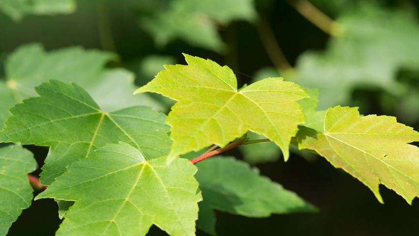 Acer rubrum leaves