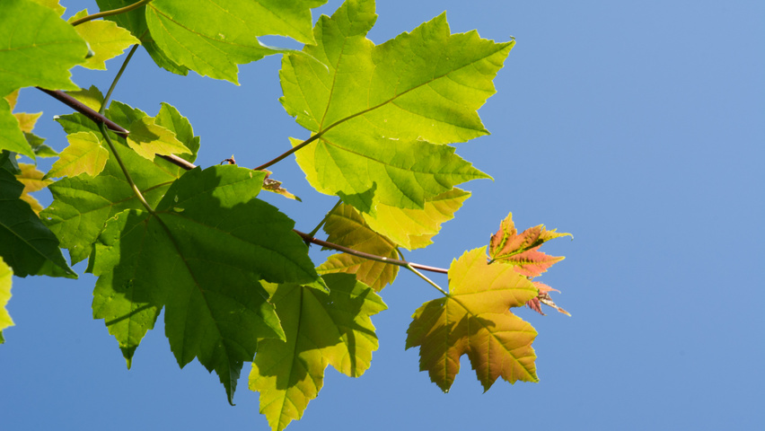 Acer rubrum leaves