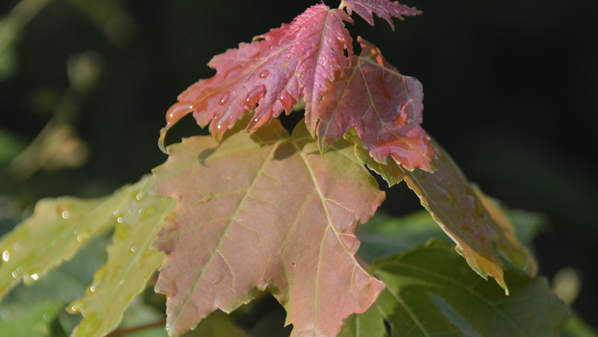 Acer rubrum leaves
