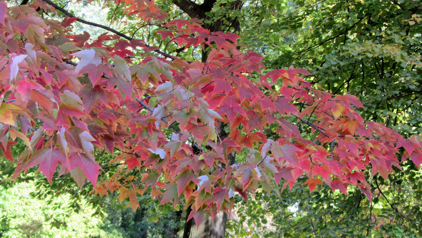 Acer rubrum 'Morgan' liście jesienią