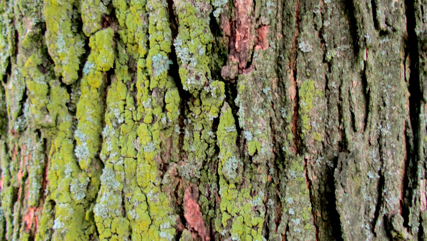 Acer rubrum 'Morgan' kora