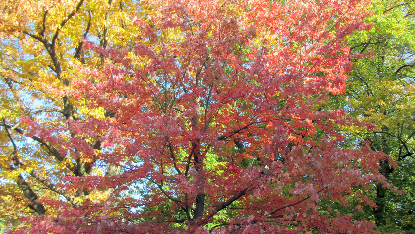 Acer rubrum 'Morgan' pienne