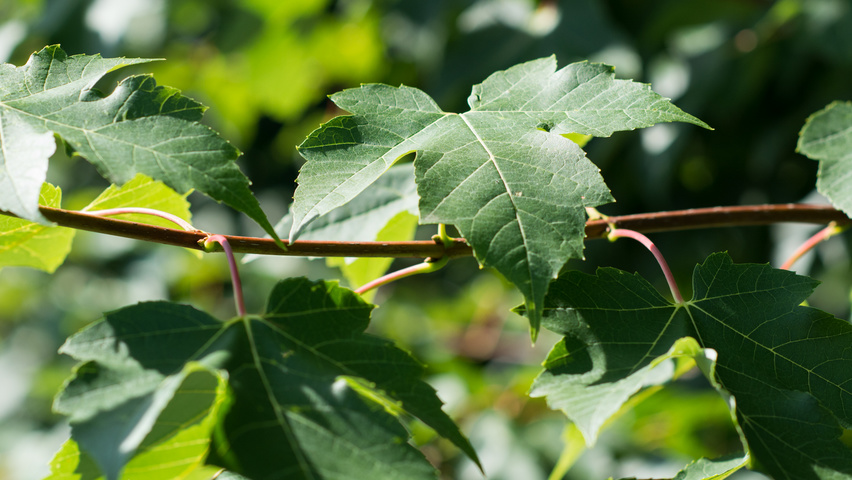 Acer rubrum 'Morgan' liście
