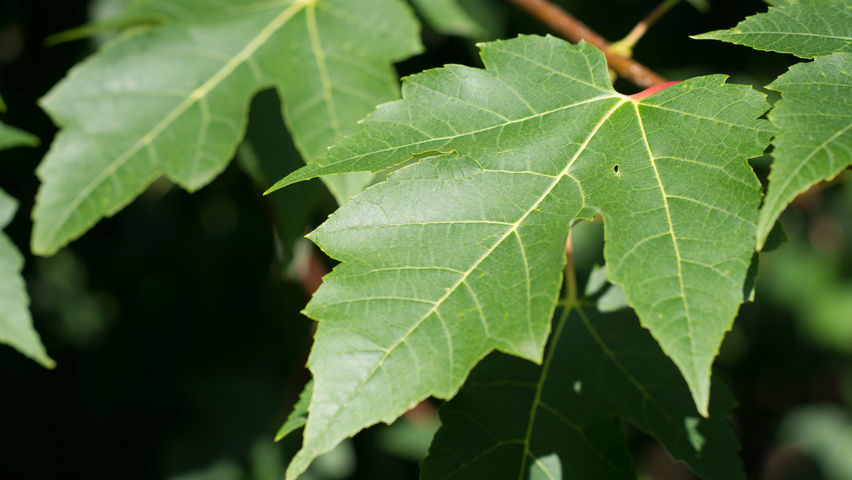 Acer rubrum 'Morgan' liście