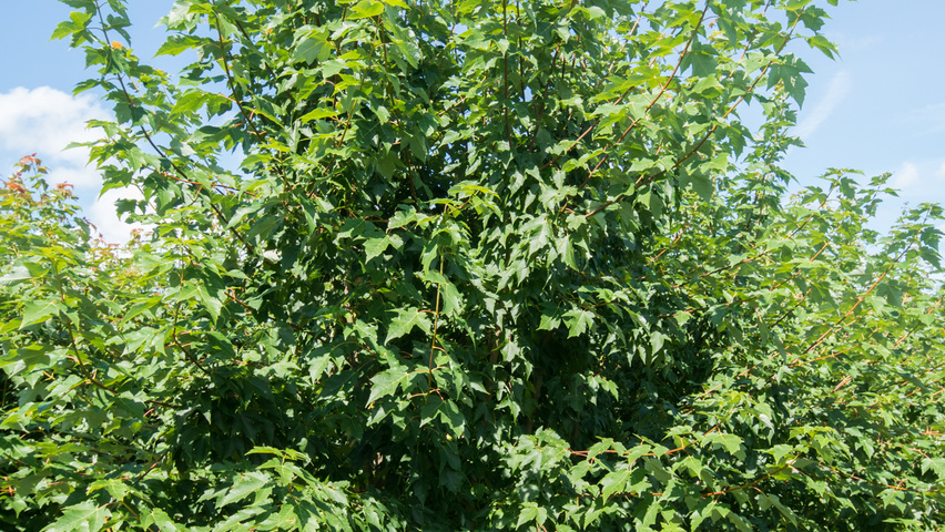 Acer rubrum 'Morgan' wielopniowy
