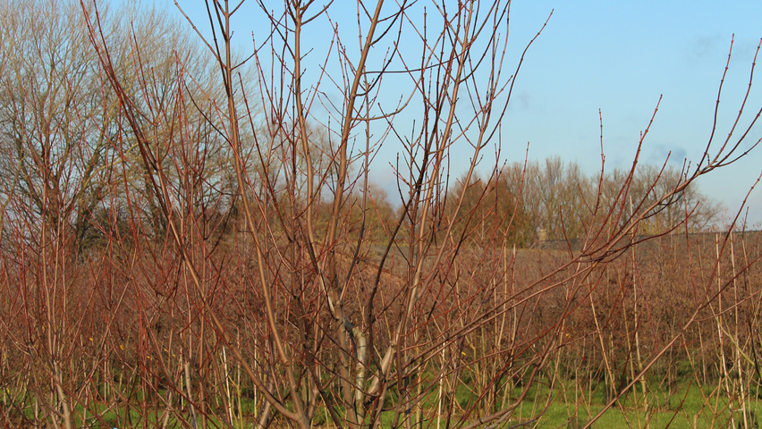 Acer rubrum 'Morgan' wielopniowy