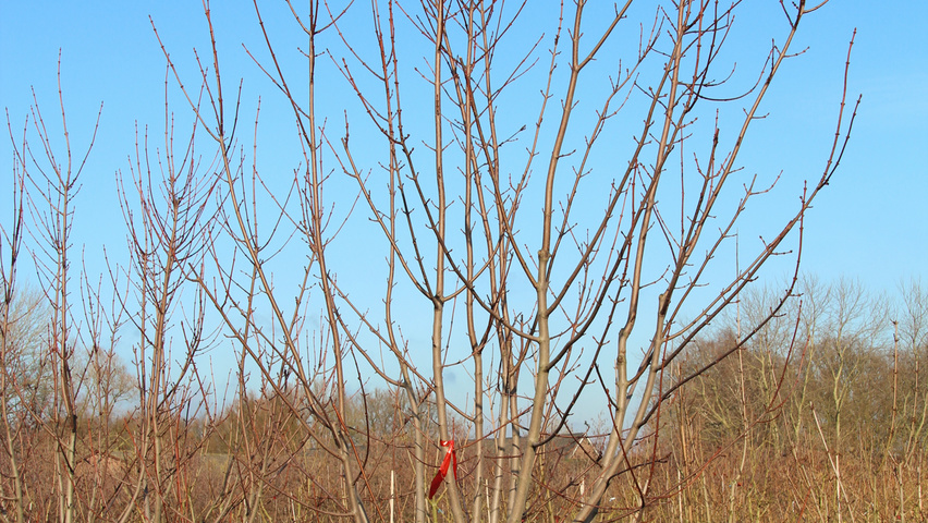 Acer rubrum 'Morgan' wielopniowy