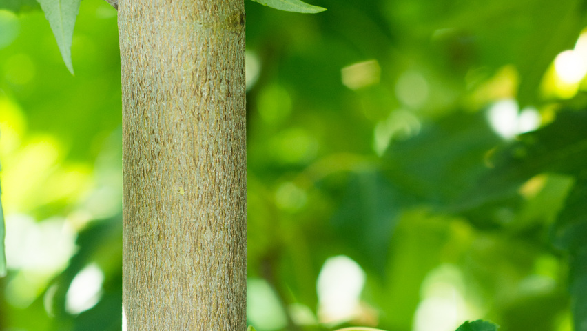 Acer rubrum 'Morgan' pędy