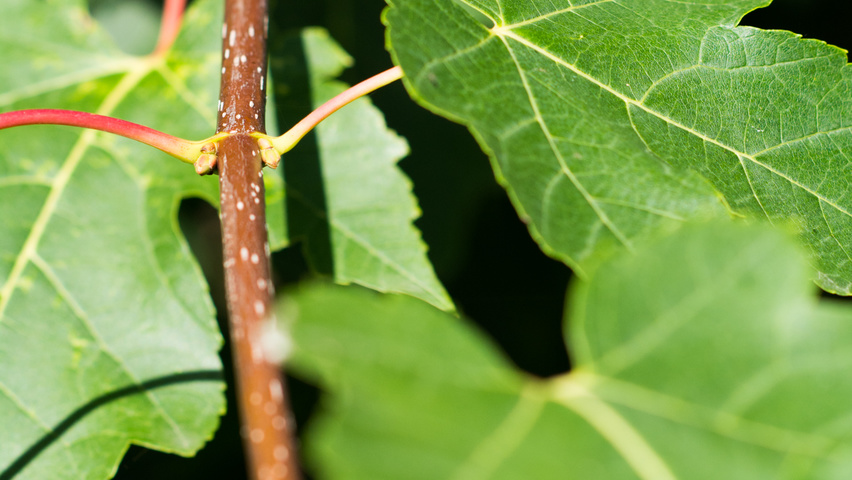 Acer rubrum 'Morgan' pędy