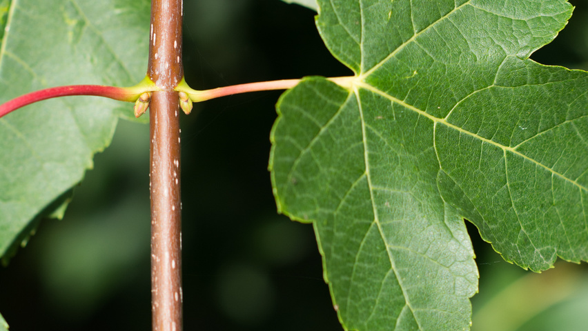 Acer rubrum 'Morgan' pędy