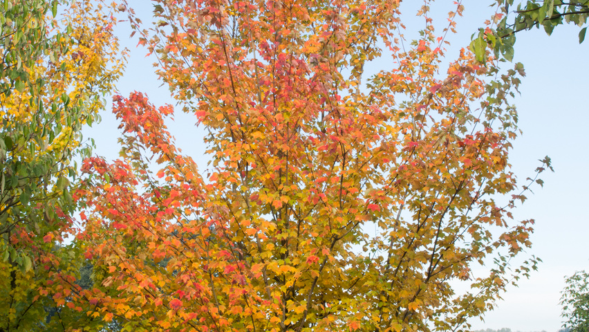 Acer rubrum multi-stem