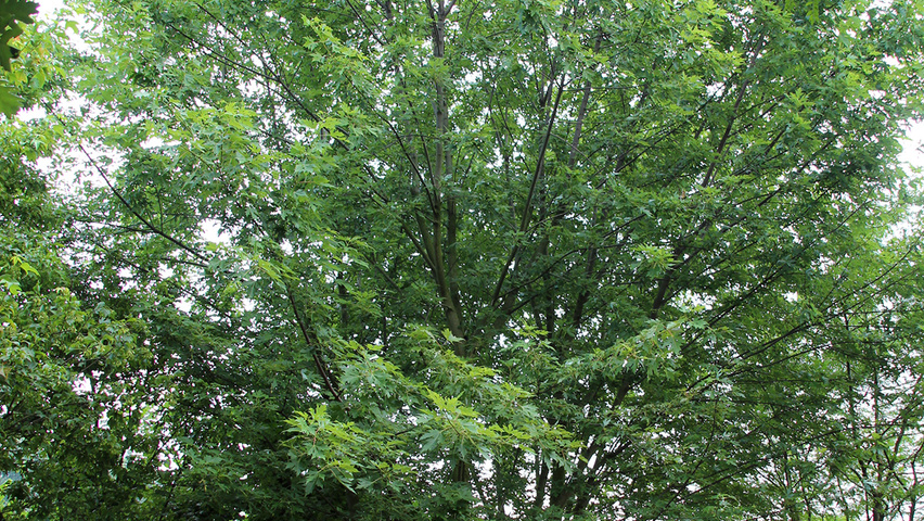 Acer rubrum multi-stem