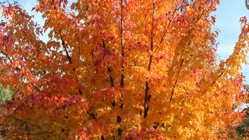 Acer rubrum multi-stem