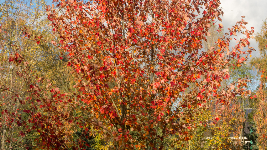 Acer rubrum multi-stem