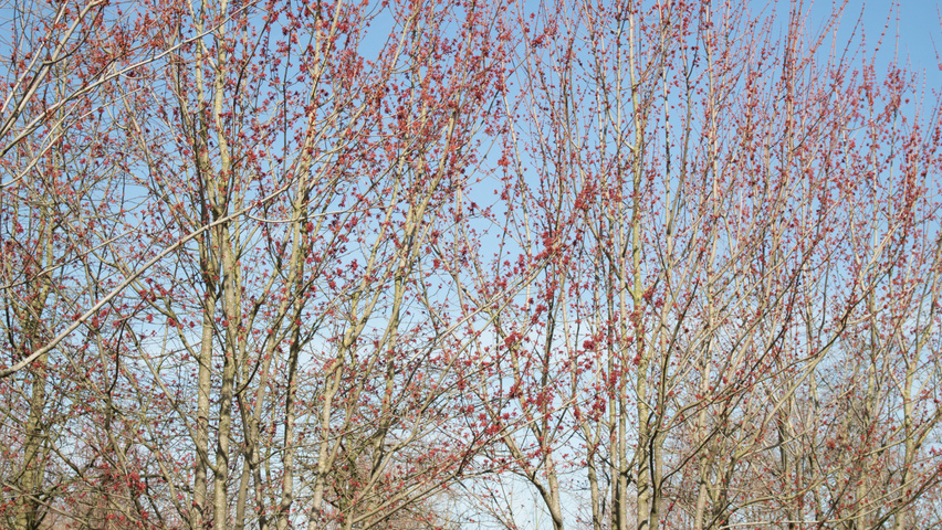 Acer rubrum multi-stem