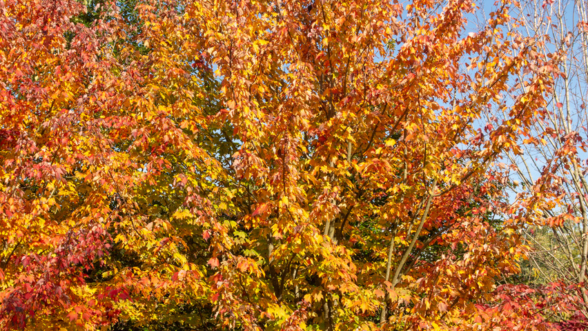 Acer rubrum multi-stem