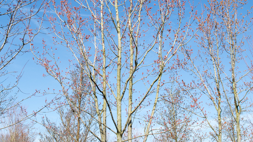 Acer rubrum multi-stem