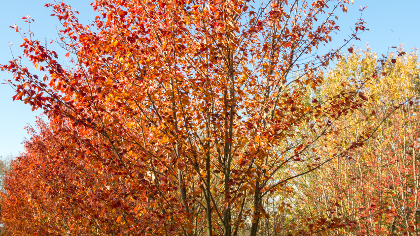 Acer rubrum multi-stem