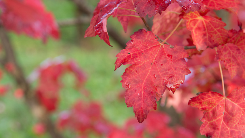 Acer rubrum 'October Glory' herfstblad