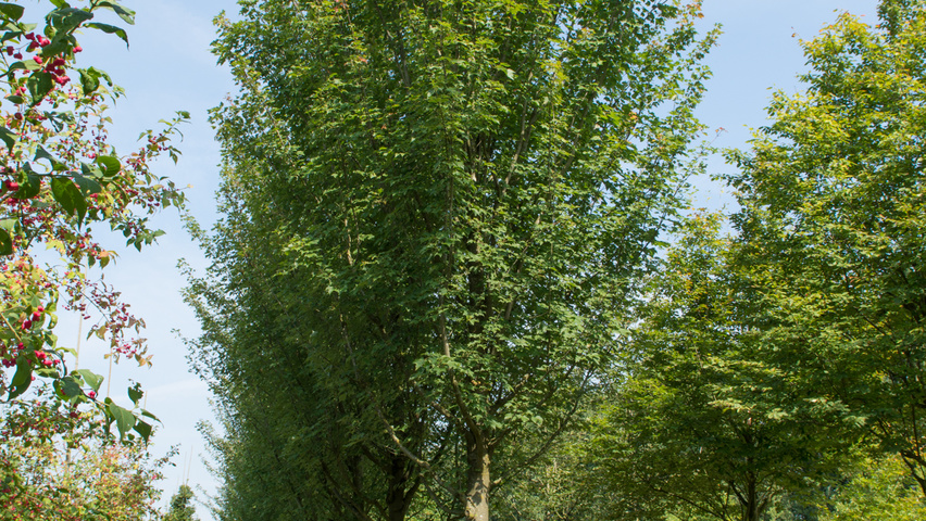 Acer rubrum 'October Glory' hoogstam