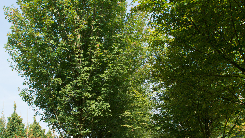 Acer rubrum 'October Glory' hoogstam