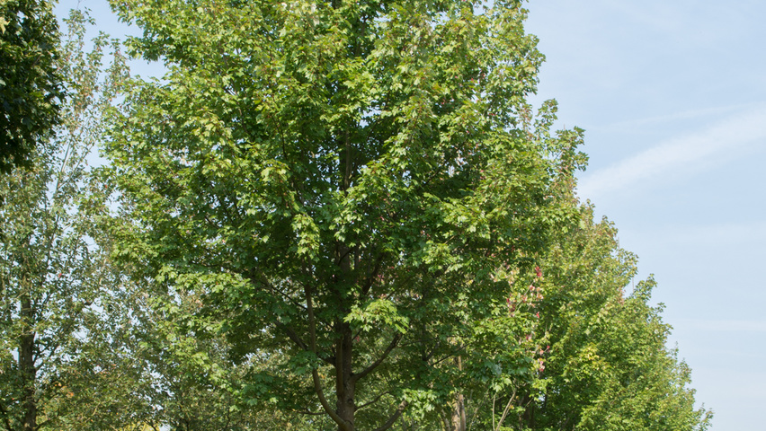 Acer rubrum 'October Glory' hoogstam