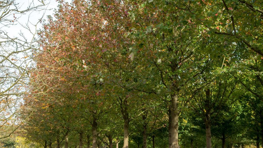 Acer rubrum 'October Glory' hoogstam