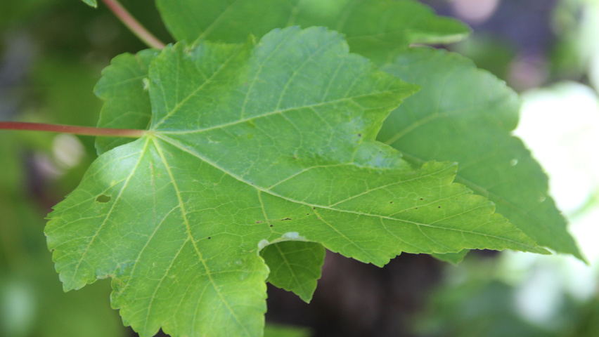 Acer rubrum 'October Glory' blad