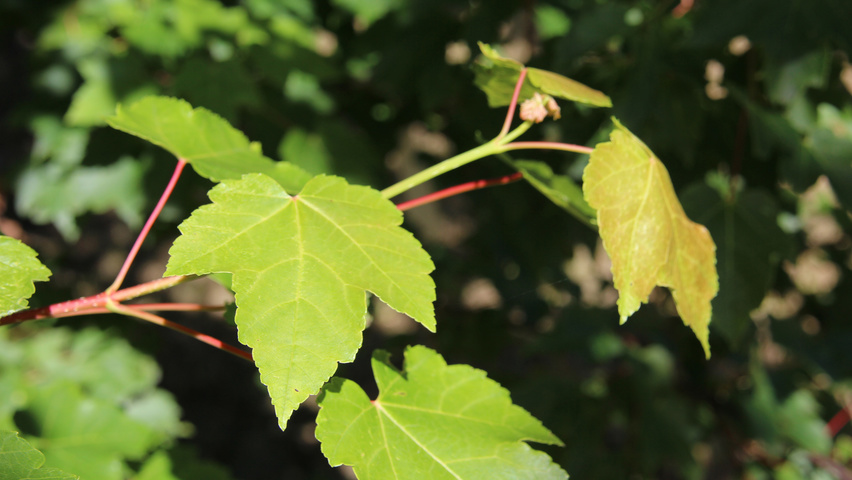 Acer rubrum 'October Glory' blad