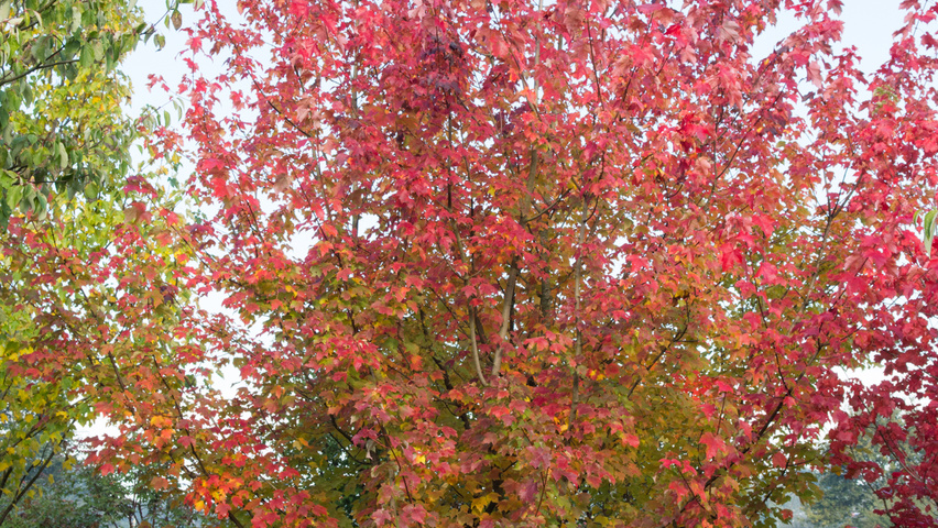 Acer rubrum 'October Glory' meerstammig