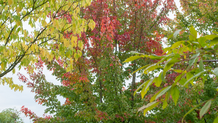 Acer rubrum 'October Glory' meerstammig