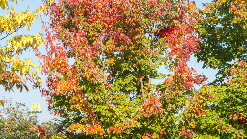 Acer rubrum 'October Glory' meerstammig