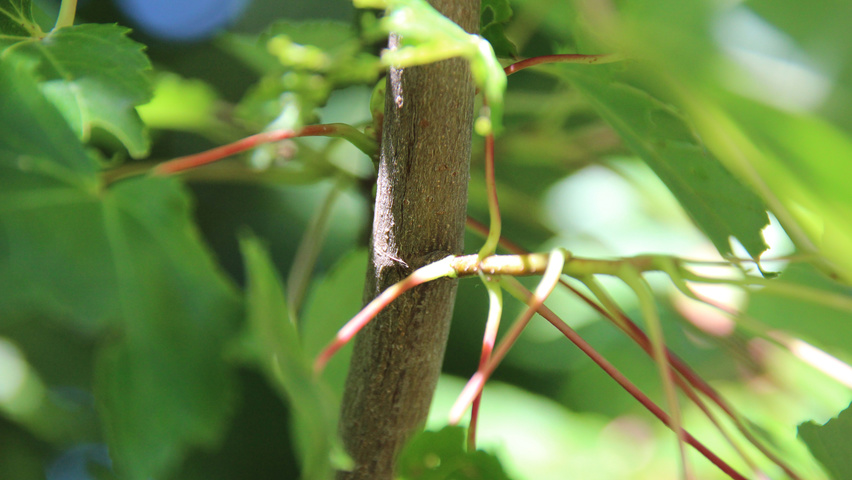 Acer rubrum 'October Glory' twijgen