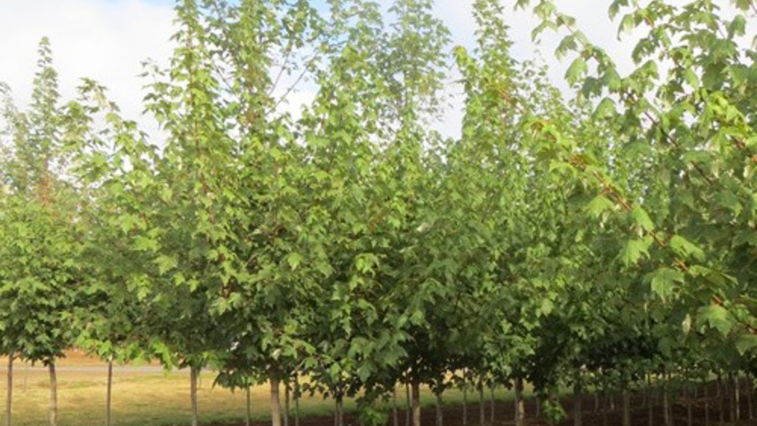 Acer rubrum 'Redpointe' hoogstam