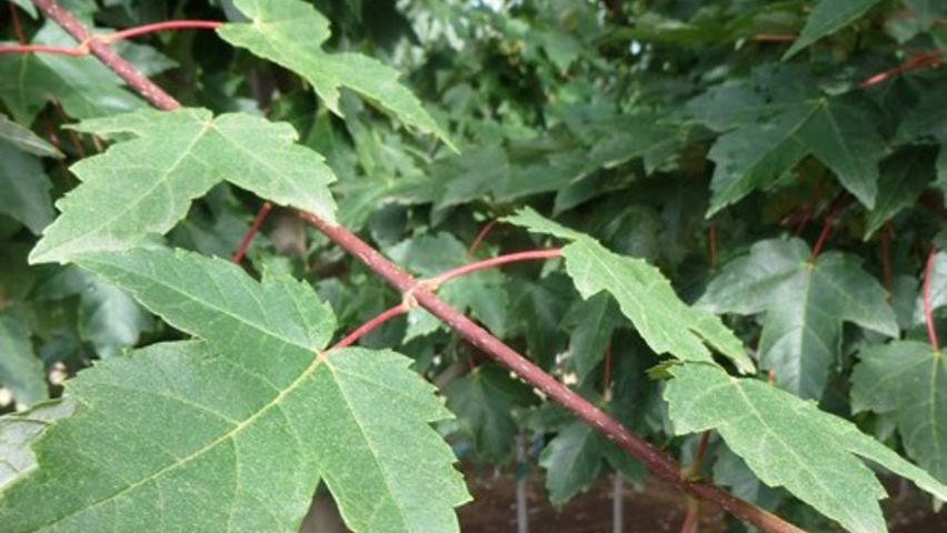 Acer rubrum 'Redpointe' blad