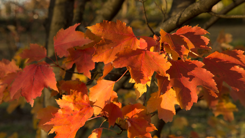 Acer rubrum 'Scanlon' herfstblad