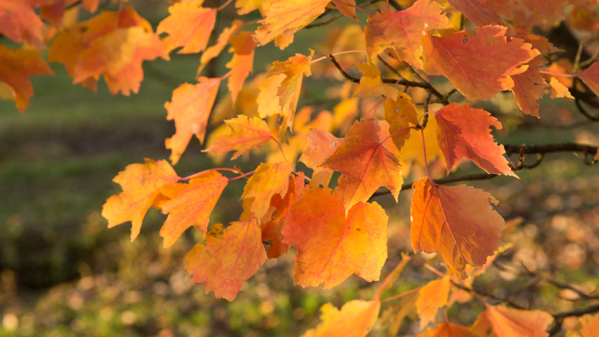 Acer rubrum 'Scanlon' herfstblad