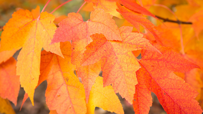 Acer rubrum 'Scanlon' herfstblad