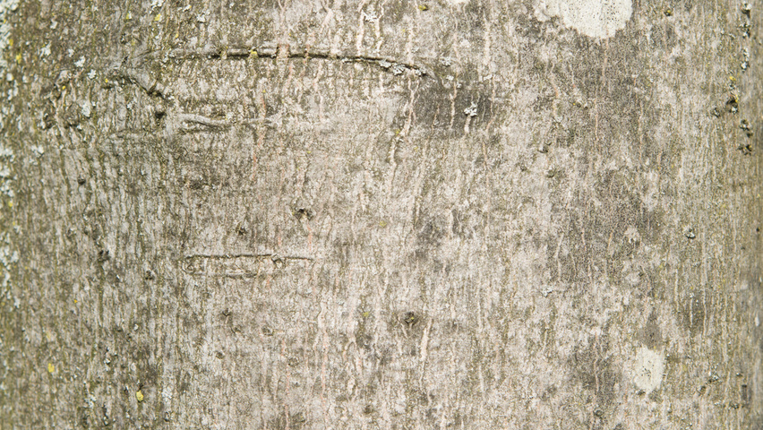 Acer rubrum 'Scanlon' bast