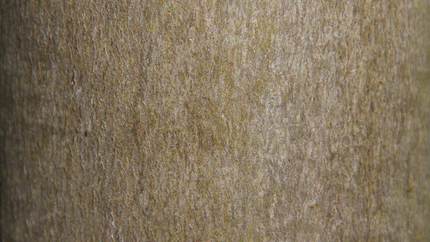 Acer rubrum 'Scanlon' bast