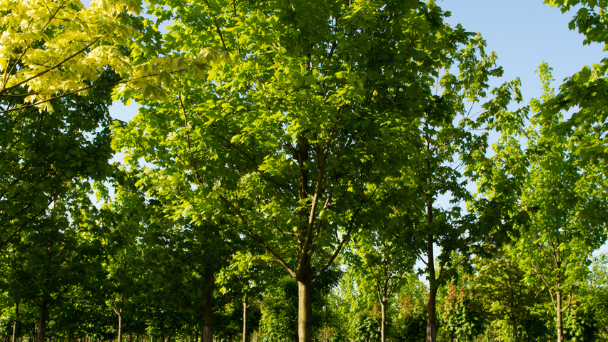 Acer rubrum 'Scanlon' hoogstam