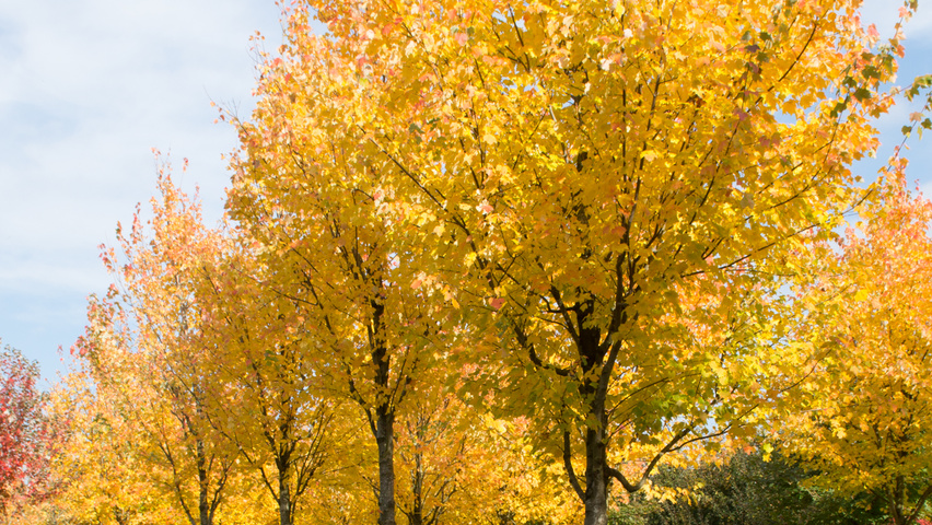 Acer rubrum 'Scanlon' hoogstam