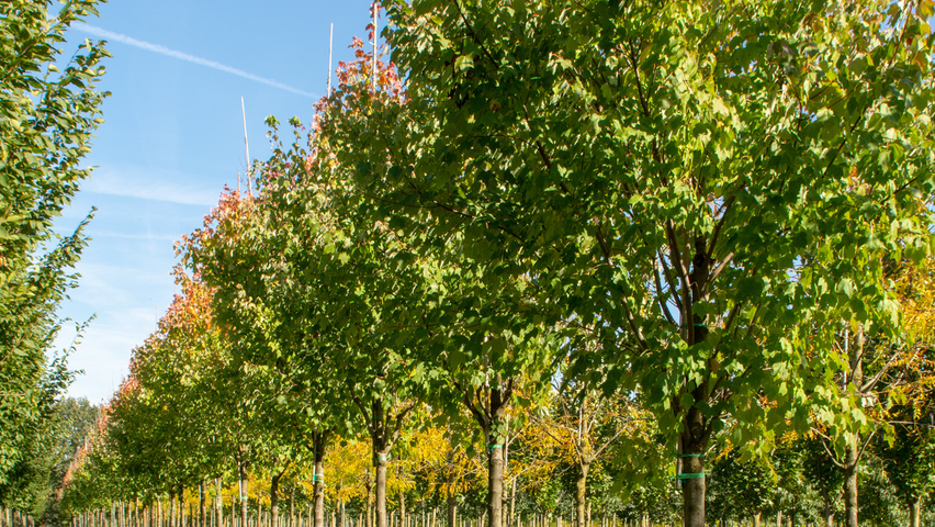 Acer rubrum 'Scanlon' hoogstam