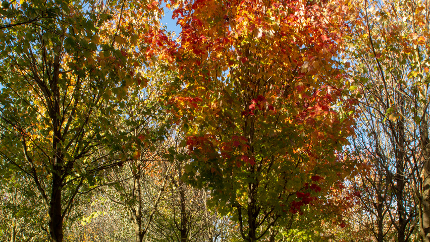 Acer rubrum 'Scanlon' hoogstam