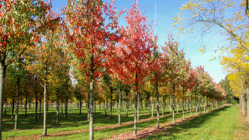 Acer rubrum 'Scanlon' hoogstam