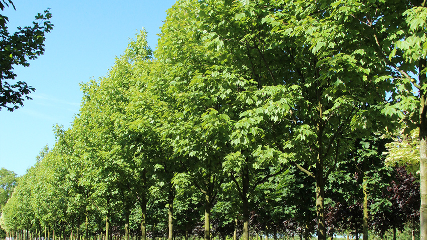 Acer rubrum 'Scanlon II' pienne