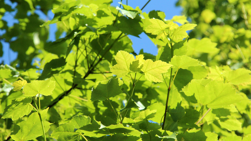 Acer rubrum 'Scanlon II' liście